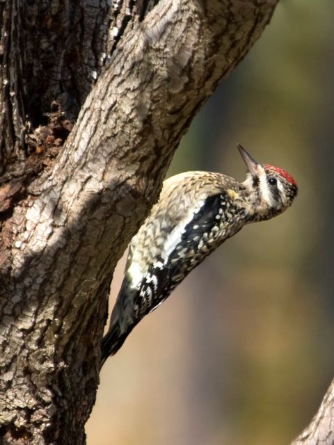 Yellow-bellied Sapsuckers
