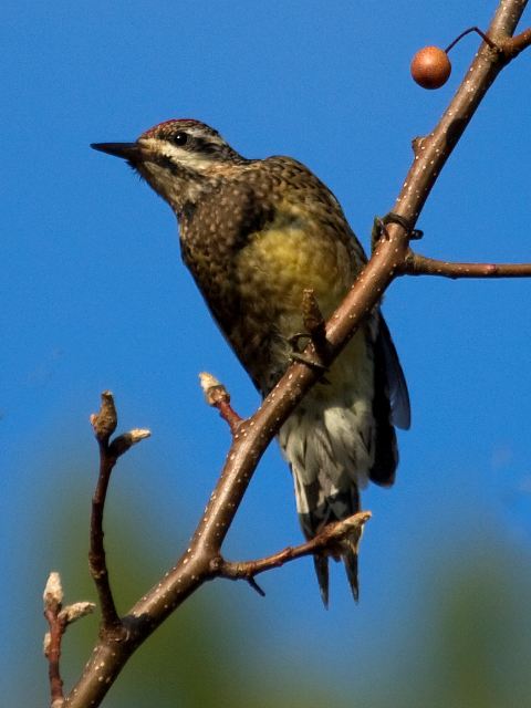Yellow-bellied Sapsuckers
