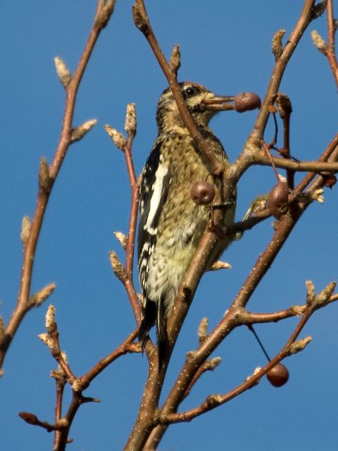 Yellow-bellied Sapsuckers