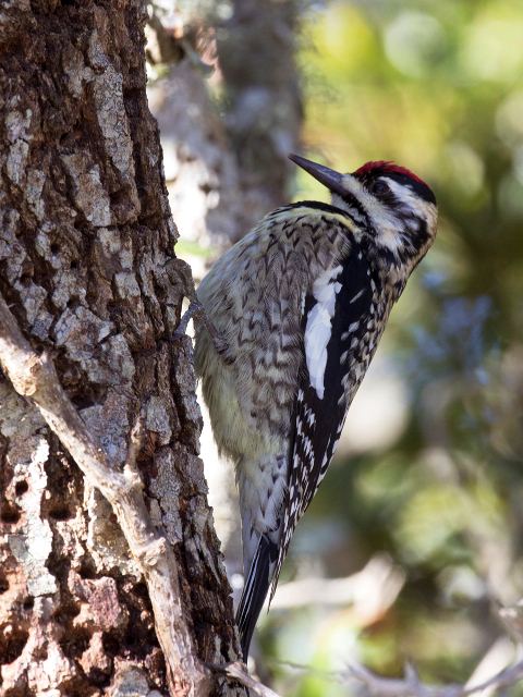 Yellow-bellied Sapsucker