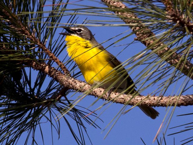 Yellow-breasted Chat