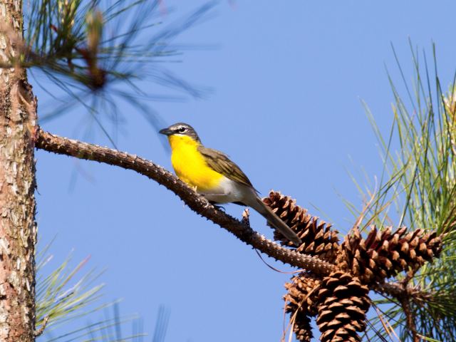 Yellow-breasted Chat