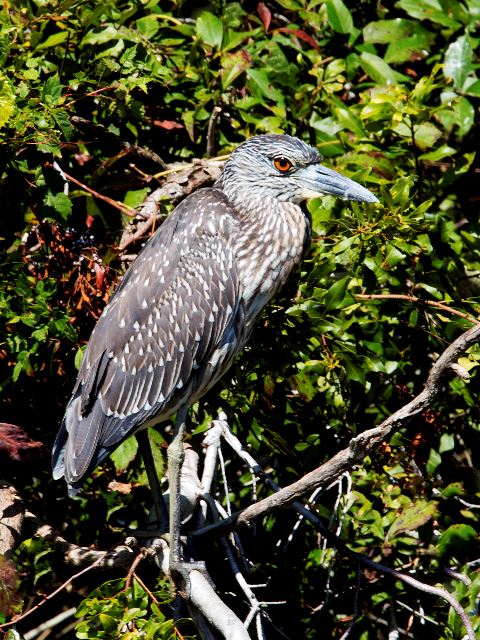 Yellow-crowned Night-Heron