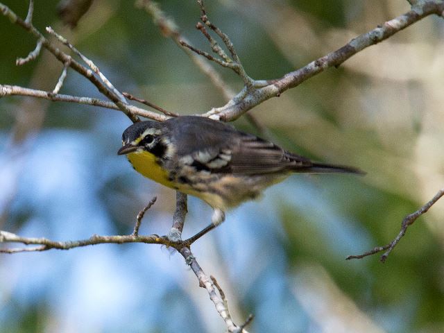 Yellow-throated Warbler