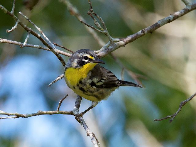 Yellow-throated Warbler