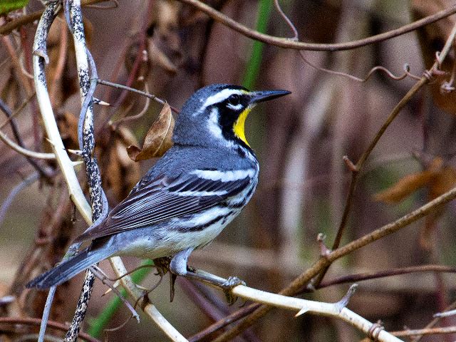 Yellow-throated Warbler