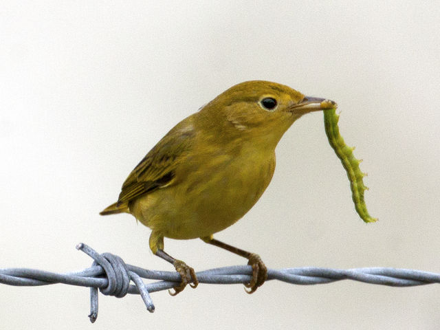 Yellow Warbler