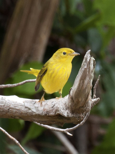 Yellow Warbler