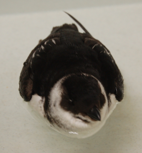 Dovekie