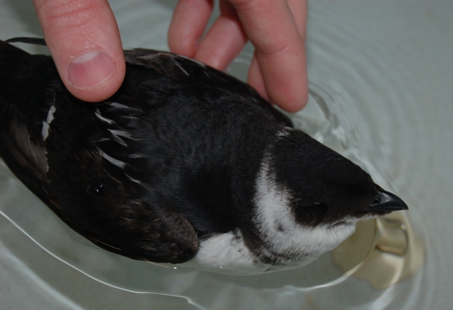 Dovekie