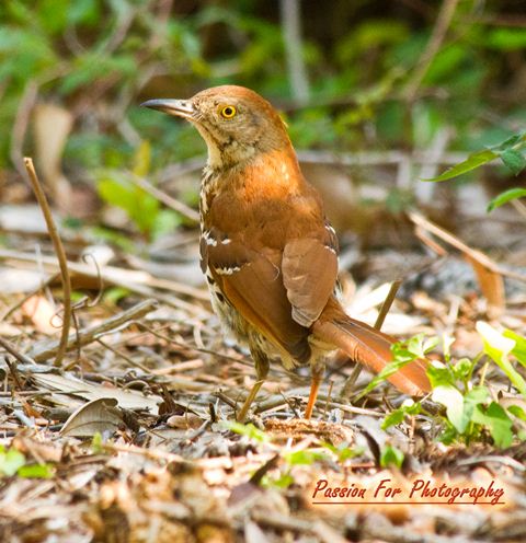 thrasher brown etheridge