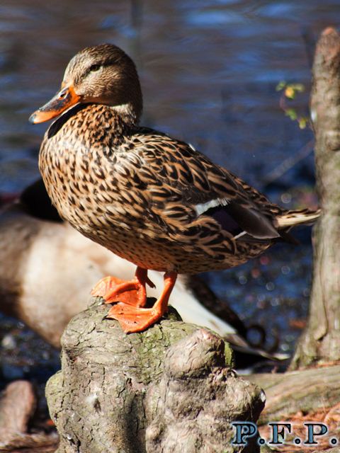 Mallard