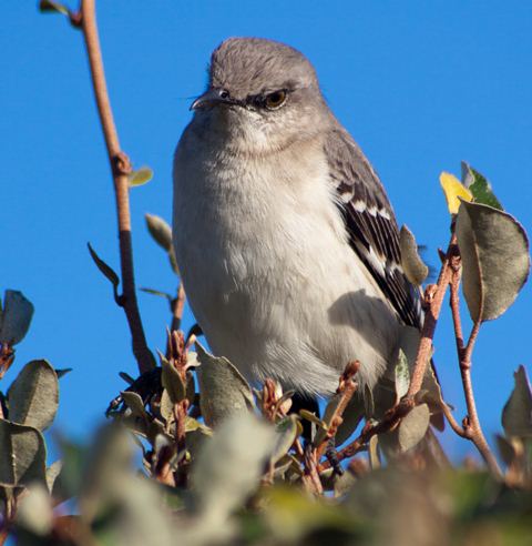 Northern Mockingbird