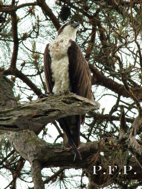 Osprey