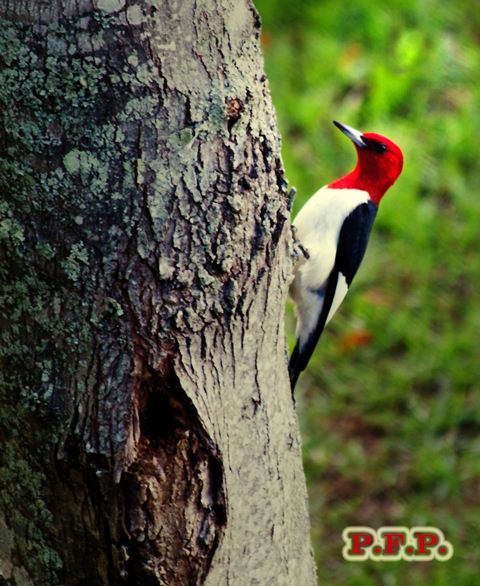 Red-headed Woodpecker