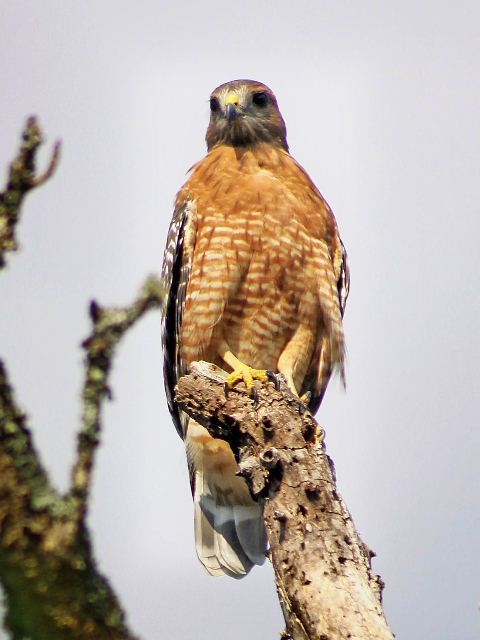 Red-shouldered Hawk