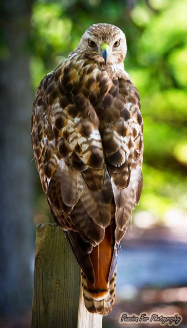 Red-tailed Hawk