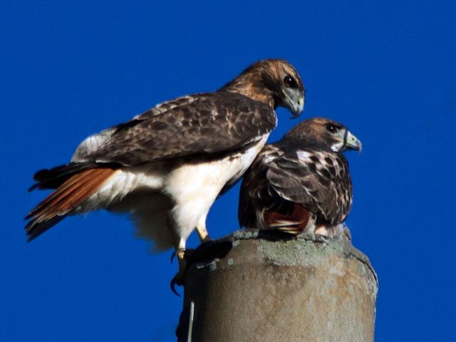 Red-tailed Hawks