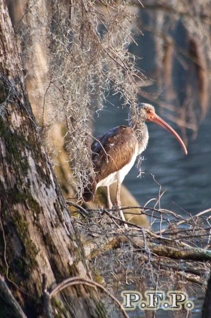 White Ibis