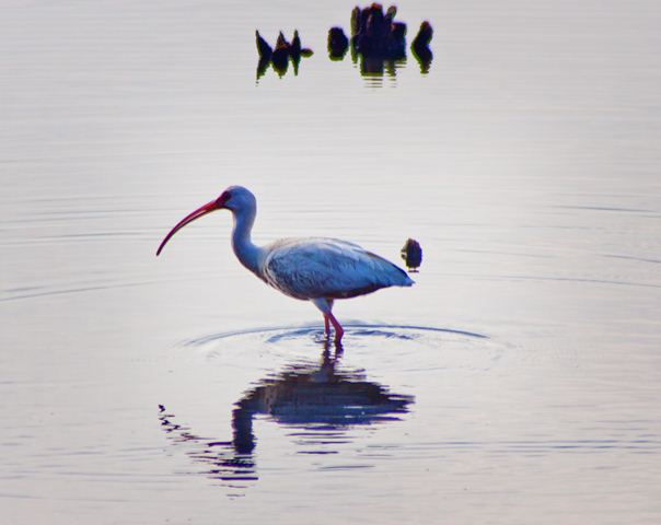 White Ibis