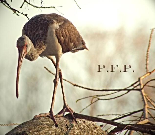 White Ibis