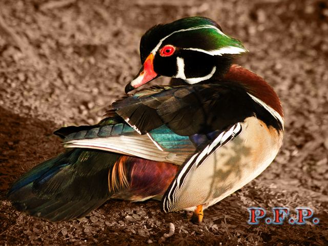 Wood Ducks