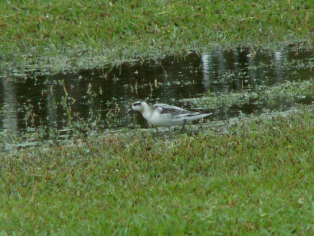 Red Phalarope