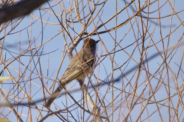 Ash-throated Flycatcher