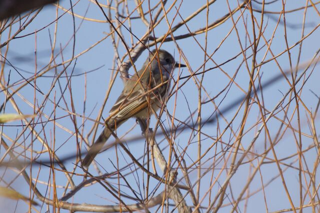 Ash-throated Flycatcher