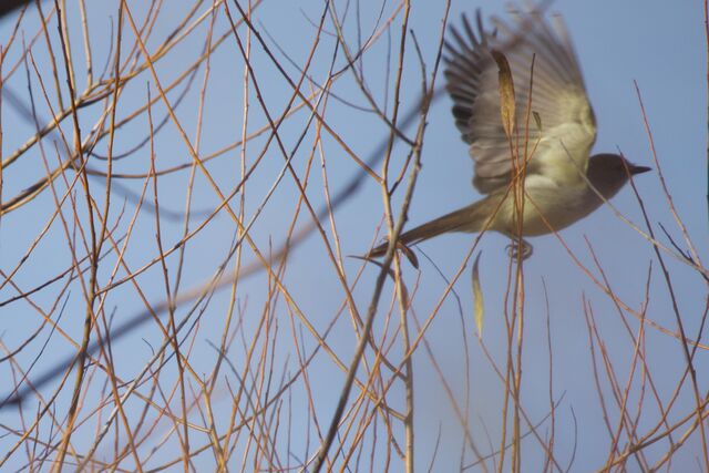 Ash-throated Flycatcher