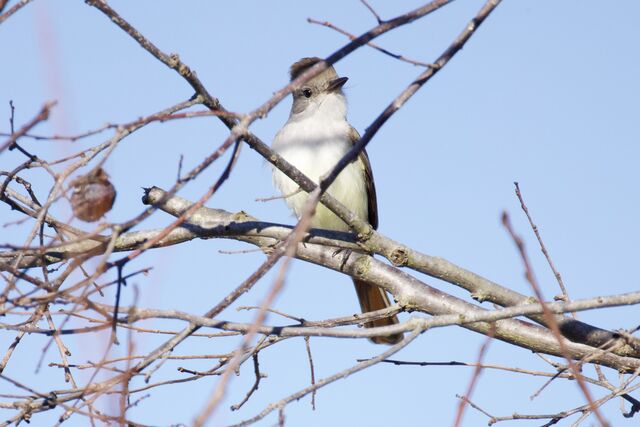 Ash-throated Flycatcher