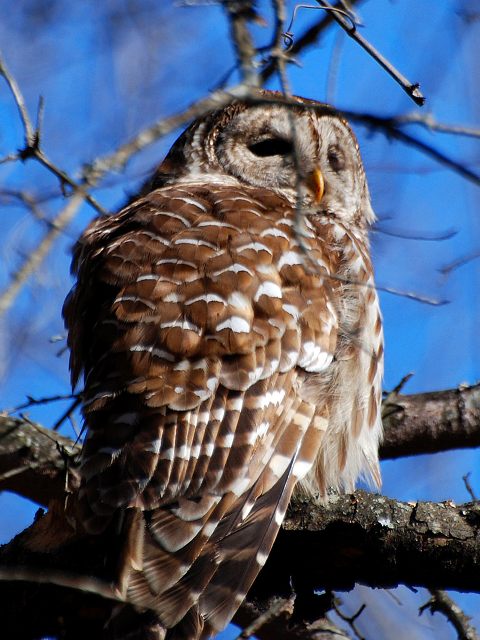 Barred Owl