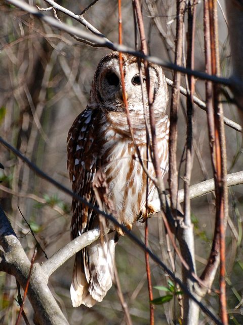 Barred Owl