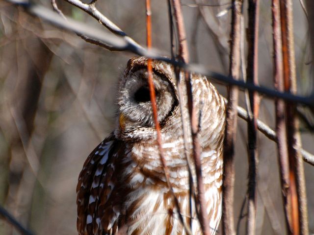 Barred Owl