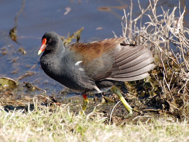 Common Gallinule