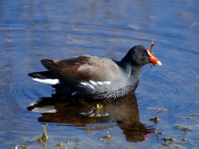 Common Gallinule