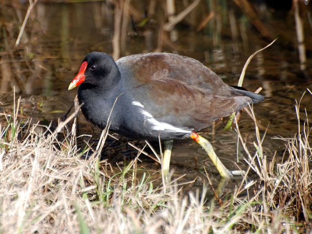 Common Gallinule