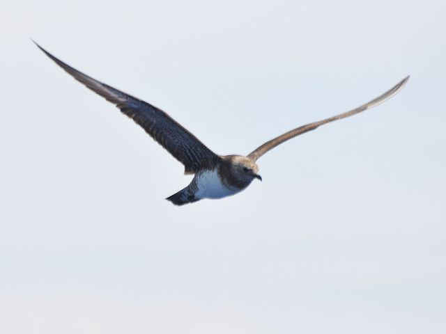 Long-tailed Jaeger