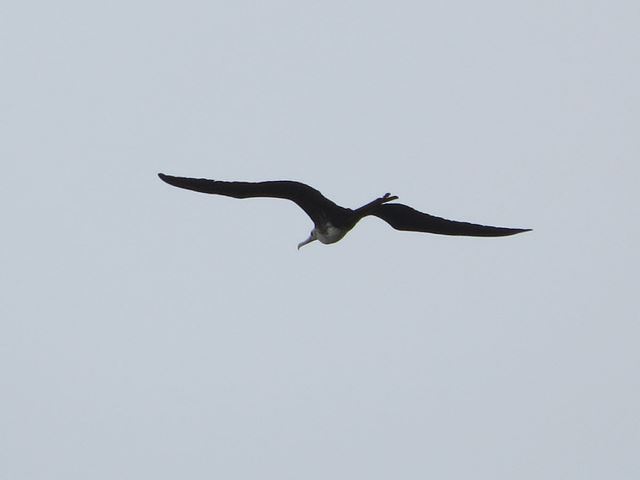 Magnificent Frigatebird