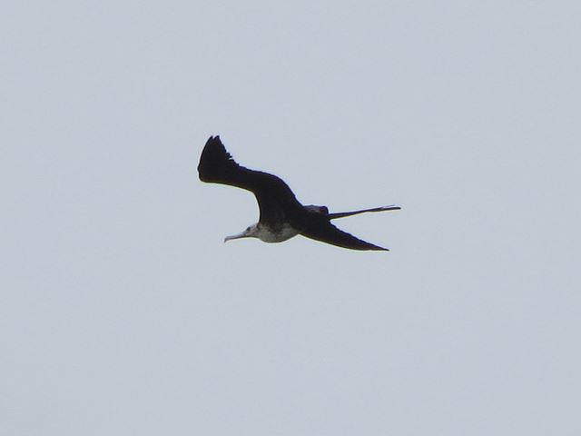 Magnificent Frigatebird