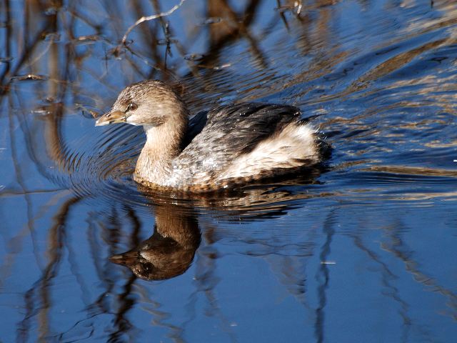 Pied-billed Grebe