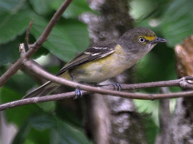 White-eyed Vireo
