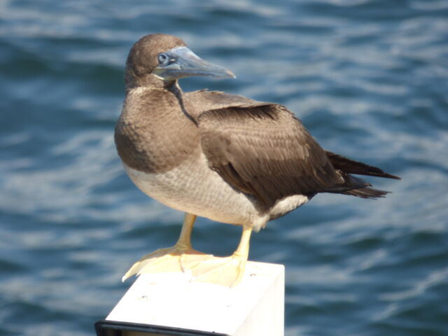Brown Booby