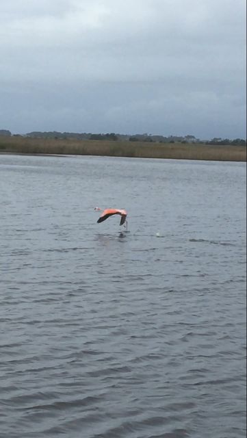 American Flamingo