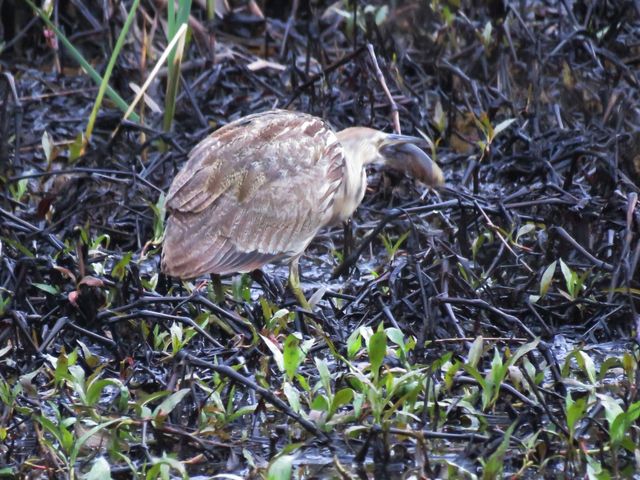 American Bittern