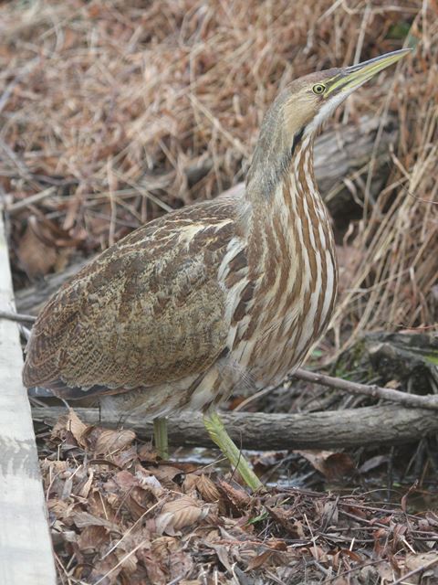 American Bittern