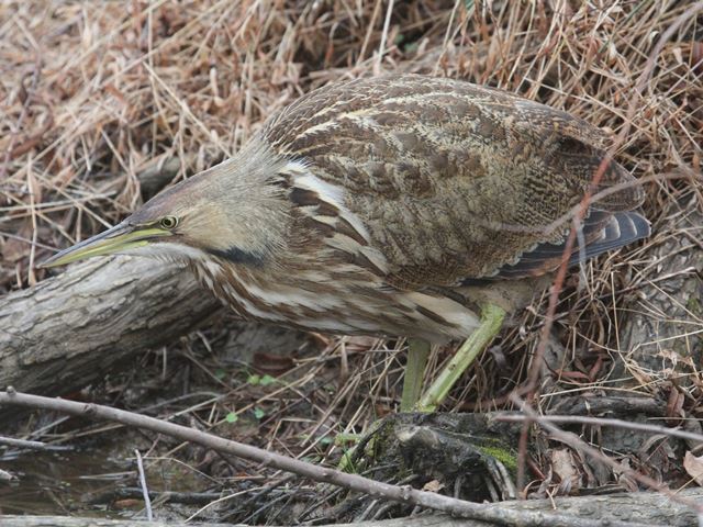 American Bittern