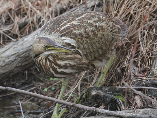 American Bittern