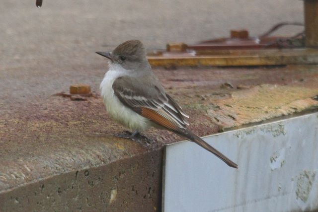 Ash-throated Flycatcher