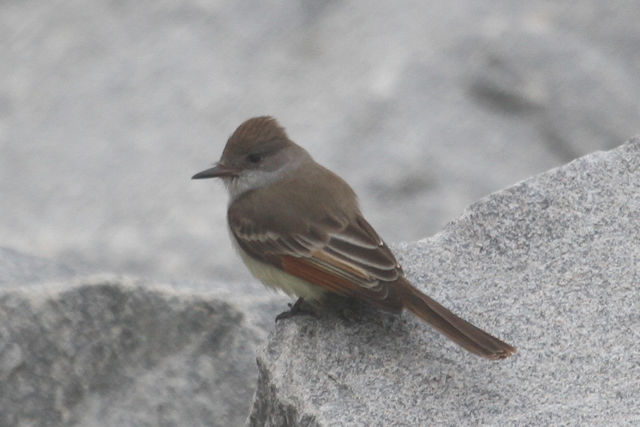 Ash-throated Flycatcher